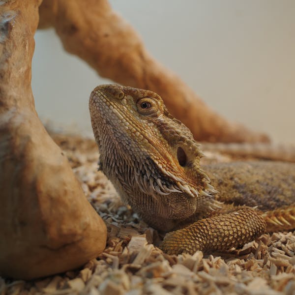 Bearded dragon