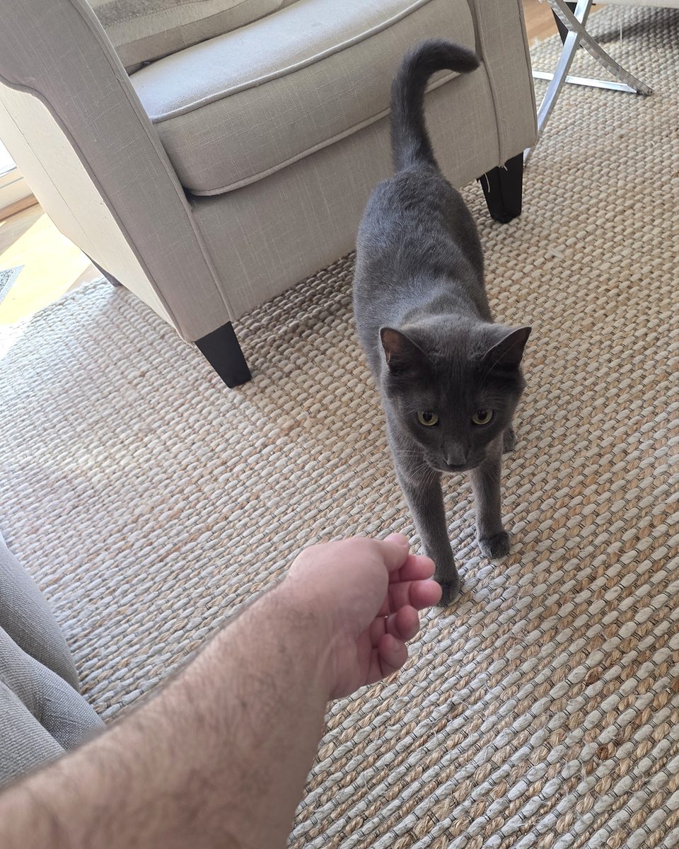 A gray cat walking up to Steven's outstretched hand during an in-home overnight stay.