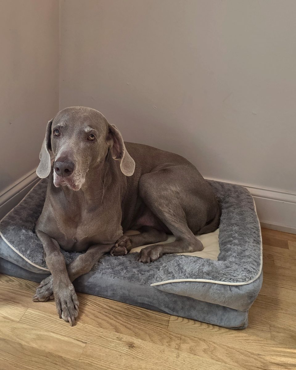 A Weimaraner resting on his own dog bed during an in-home overnight stay.
